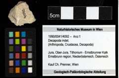 Foto (Objekt + Etiketten) von Decapoda indet. 